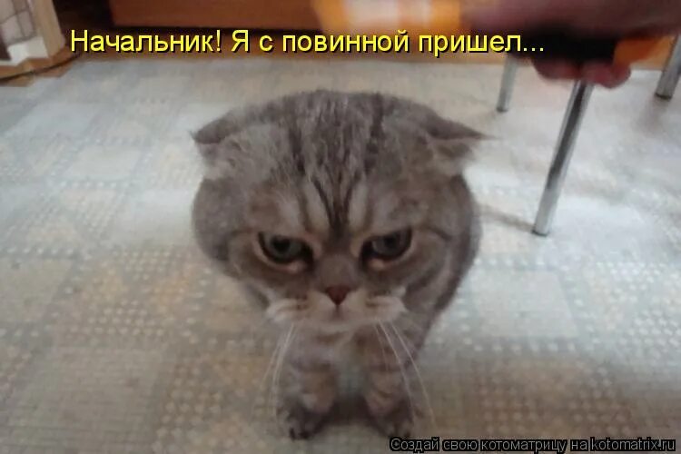 начальник приходит. фразы про начальника. прийти с повинной головой. начальник приходит. анекдот про отдел кадров.