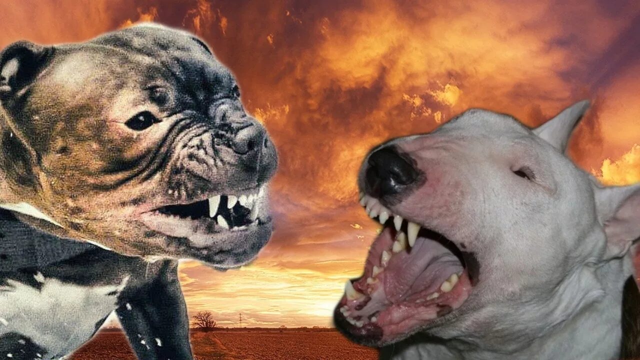 Так как они не опасны