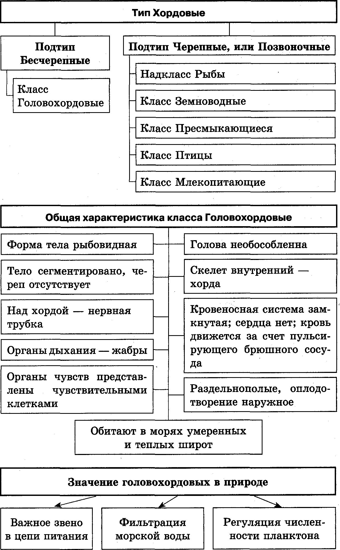 Тип хордовые подтип класс таблица. Сравнительная характеристика типа хордовые таблица 7 класс. общая характеристика типа хордовые таблица. общая характеристика хордовых 7 класс биология таблица. тип хордовые подтип черепные таблица.