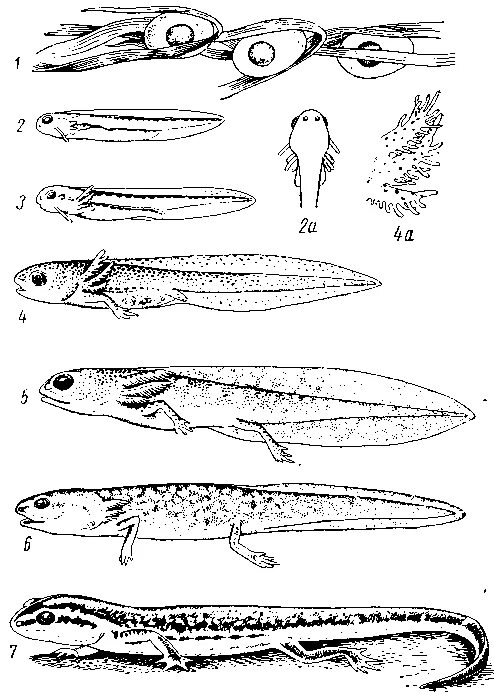 гребенчатый тритон яйца. икра иглистого тритона. тритон обыкновенный и тритон гребенчатый. гребенчатый тритон яйца. как размножаются тритоны.