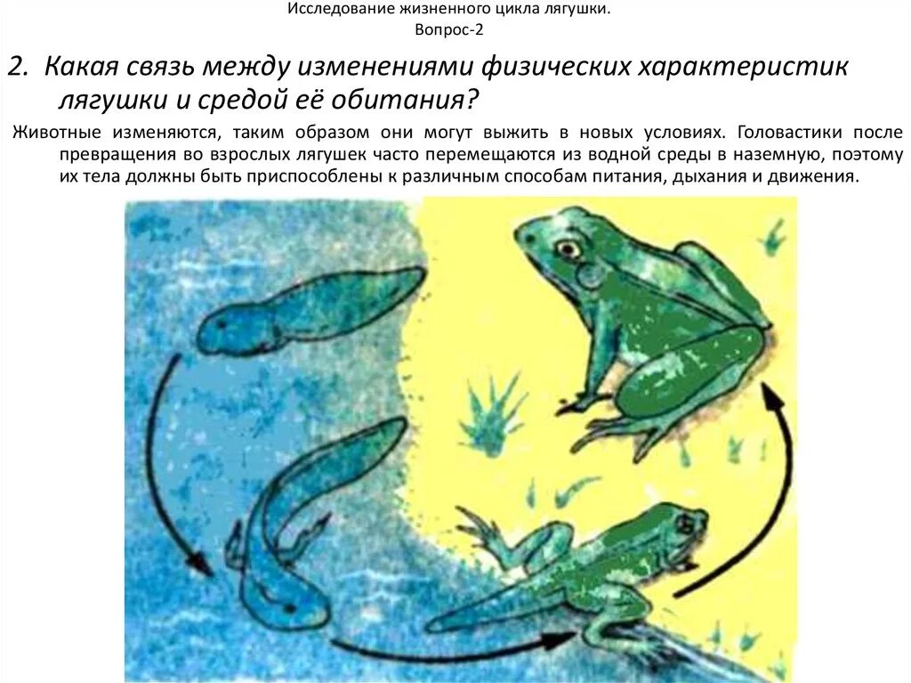 Что является окружающей средой для лягушки 3. Превращение головастика в лягушку. среда обитания головастика. лягушка изменения. цикл развития лягушки схема.