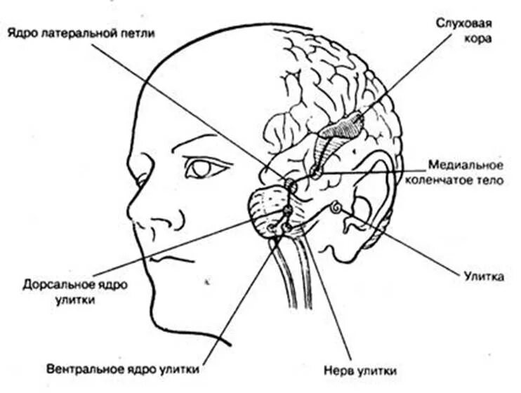 Центральный отдел слухового анализатора. Корковый отдел слухового анализатора. Подкорковые и корковые слуховые центры. Корковый отдел слуховой сенсорной системы.