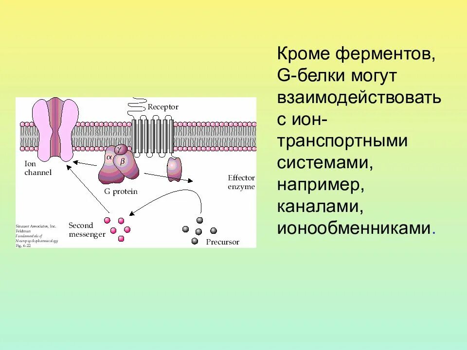 Рецептор 1 типа биохимия. Белки мембраны ферменты рецепторы. Строение g белка рецептор. Рецепторные белки. Цамф механизм действия.