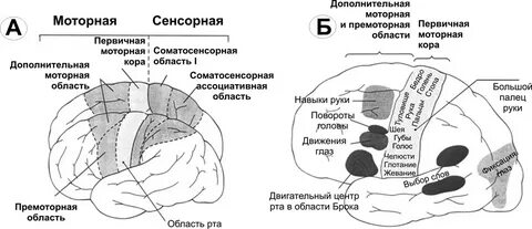 Сенсорные системы мозга