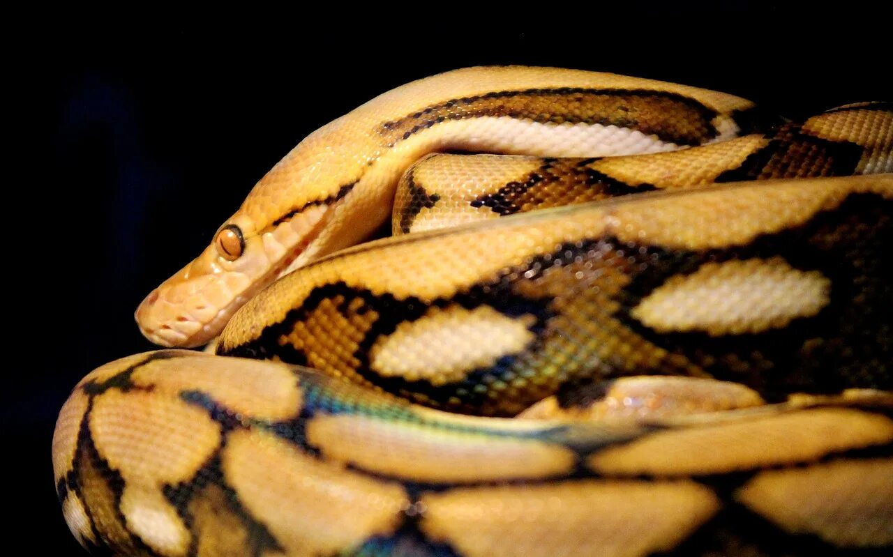 Питон змея википедия. Азиатский сетчатый питон. сетчатый питон желтый. malayopython reticulatus.