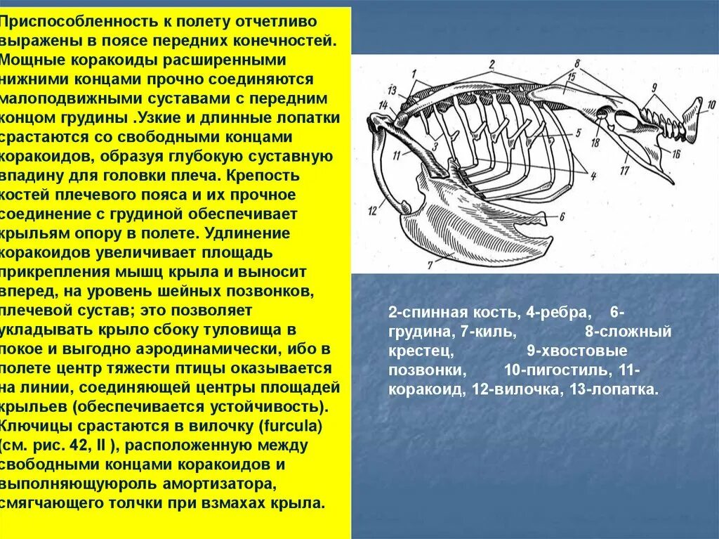 Коракоид у млекопитающих. Коракоид у земноводных. Коракоиды у птиц. Плечевой пояс млекопитающих. Вырост грудины киль