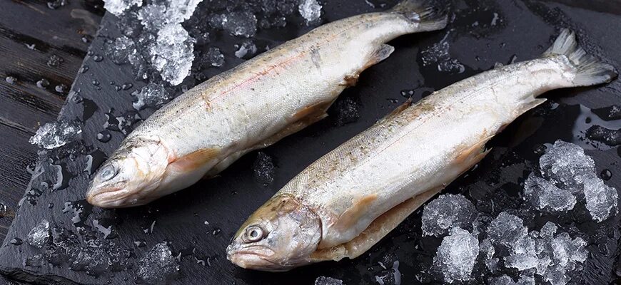 Форель микижа. Кумжа ручьевая форель. Вид рыб семейства лососевых кумжа. Форель к какому семейству. Форель к какому семейству.