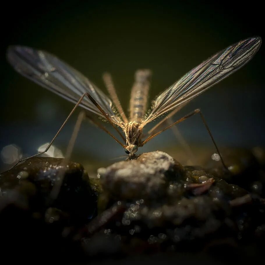 Крыло малярийного комара. Крылья комара колеблются. Комар макро. Стадии развития culex. Москит рисунок.