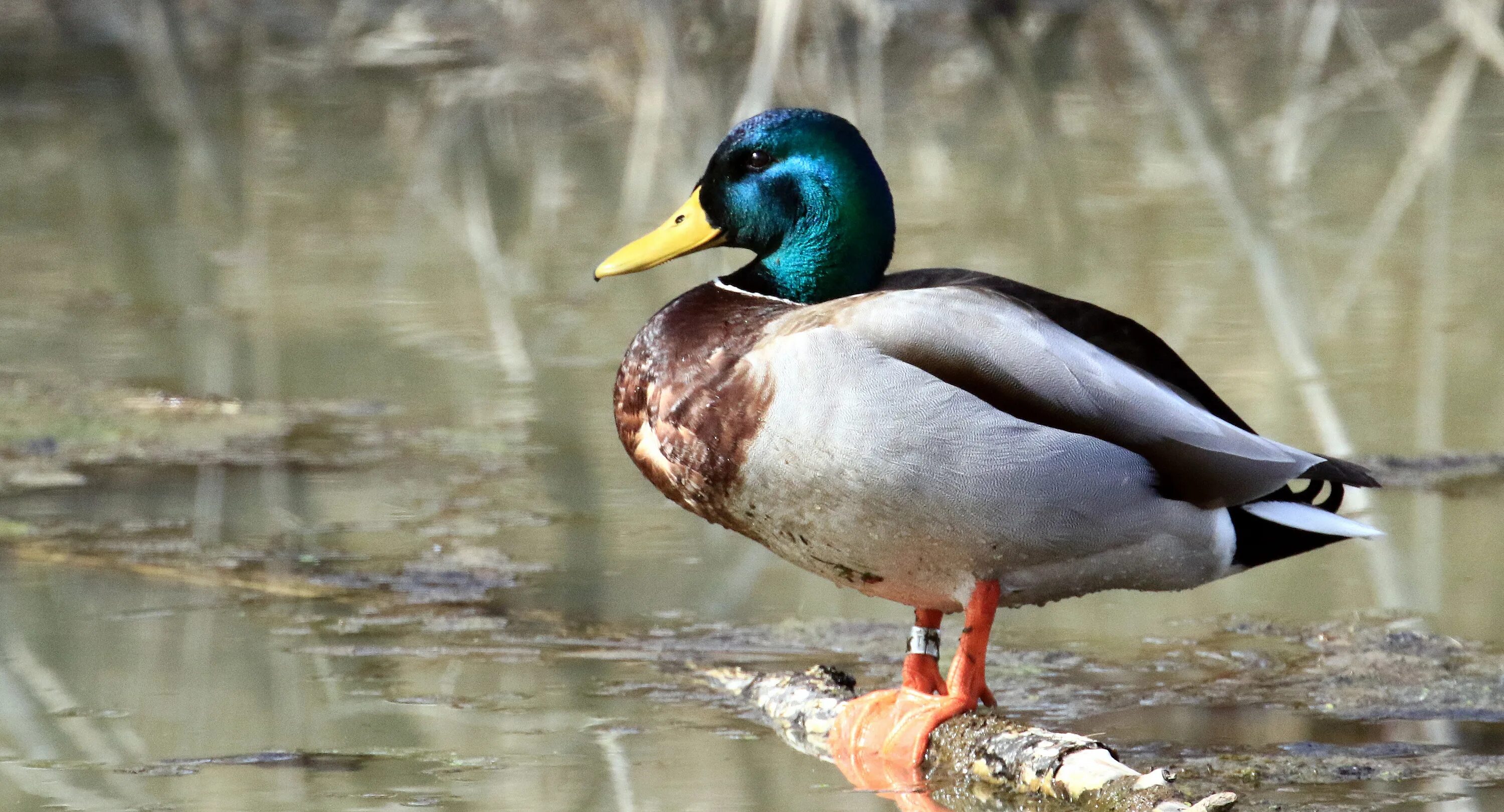 Бинг утки. Молард сорт уток. Big Duck. Mallard - of thick (2011).