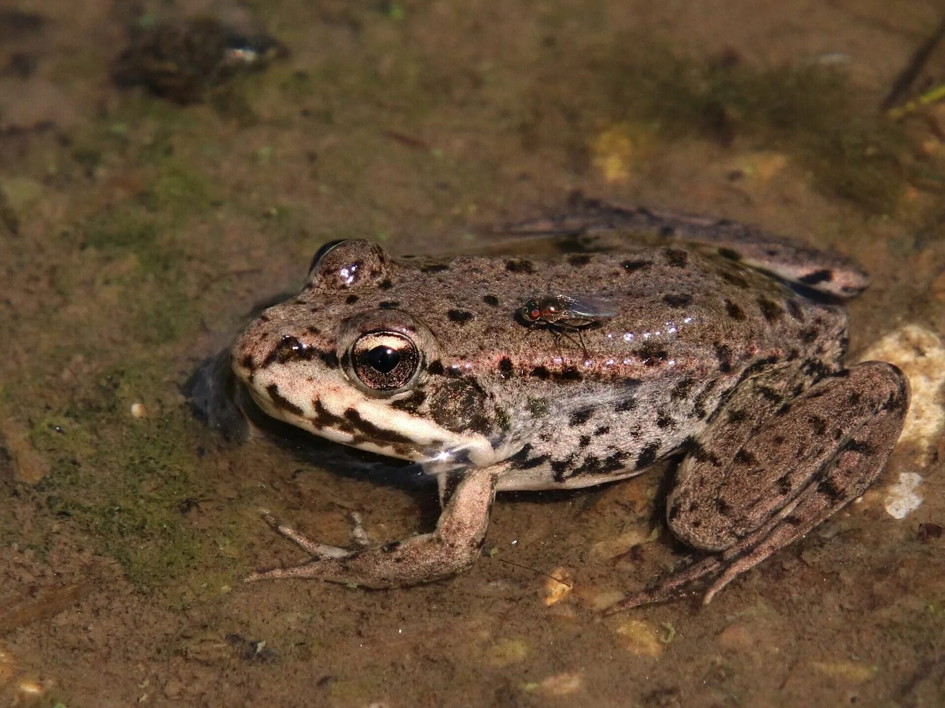 Жаба в реке. Лягушка квакша водная. Лягушка пресноводная. Лягушка обычная. Речная жаба.