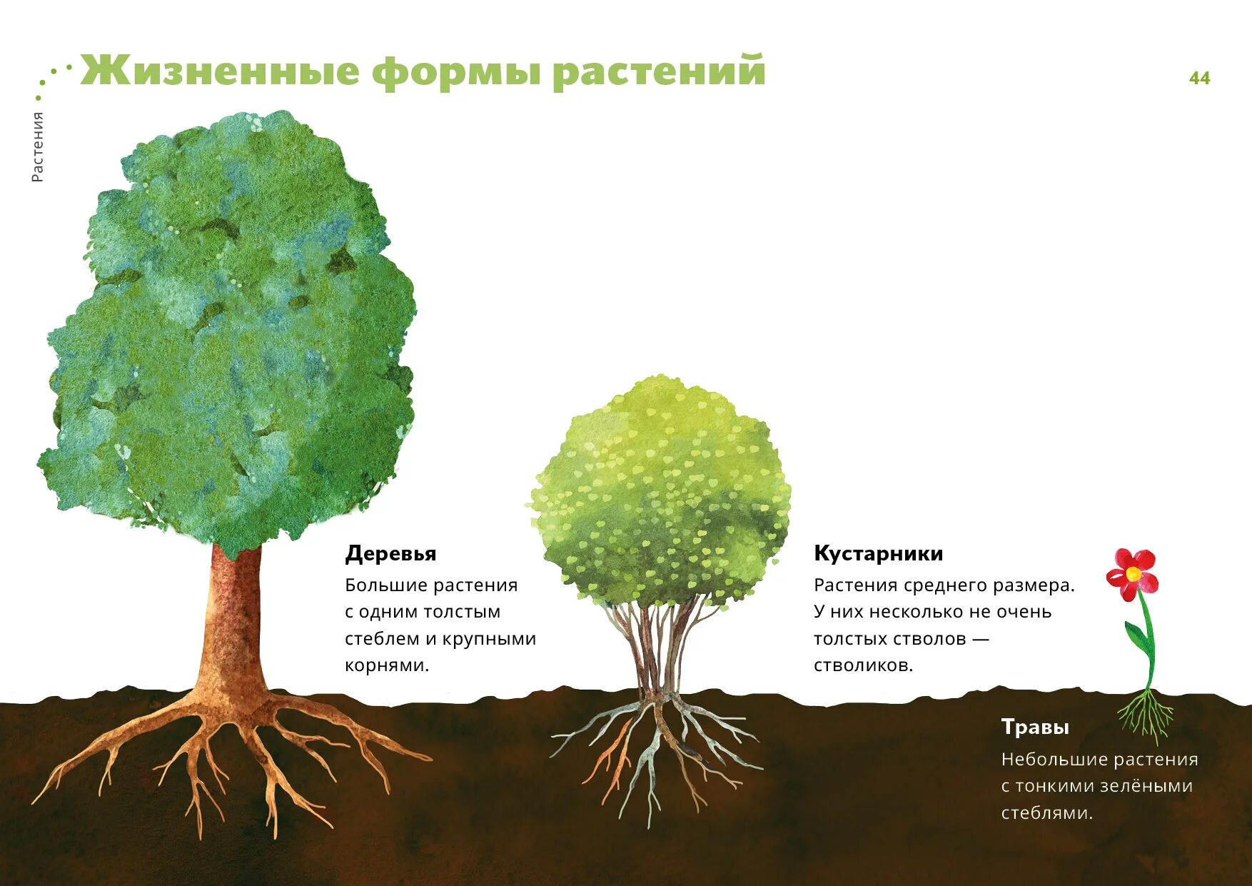 Как отличить куст. Строение дерева и кустарника. Малышам строение кустарников. Строение кустов и деревьев. Строение дерева для дошкольников.