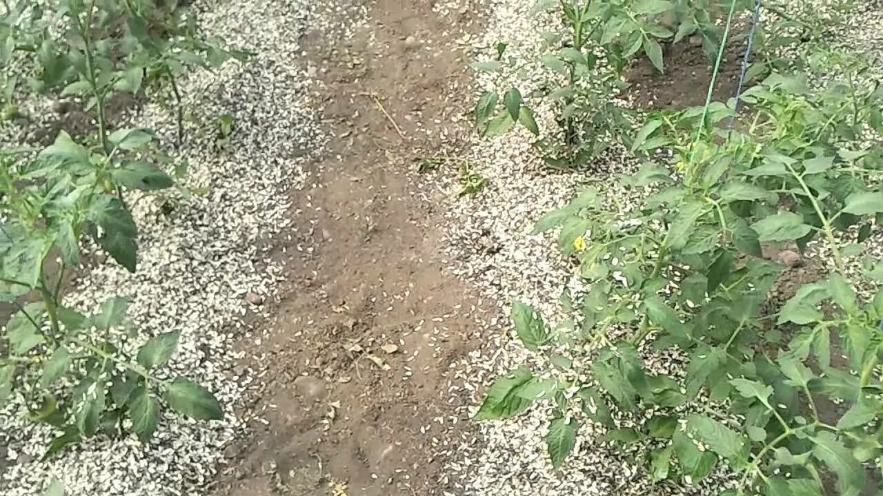 Можно мульчировать томаты. Мульчирование соломой в теплице. мульчирование томатов соломой. мульчирование опилками в теплице. мульчировать помидоры в теплице.