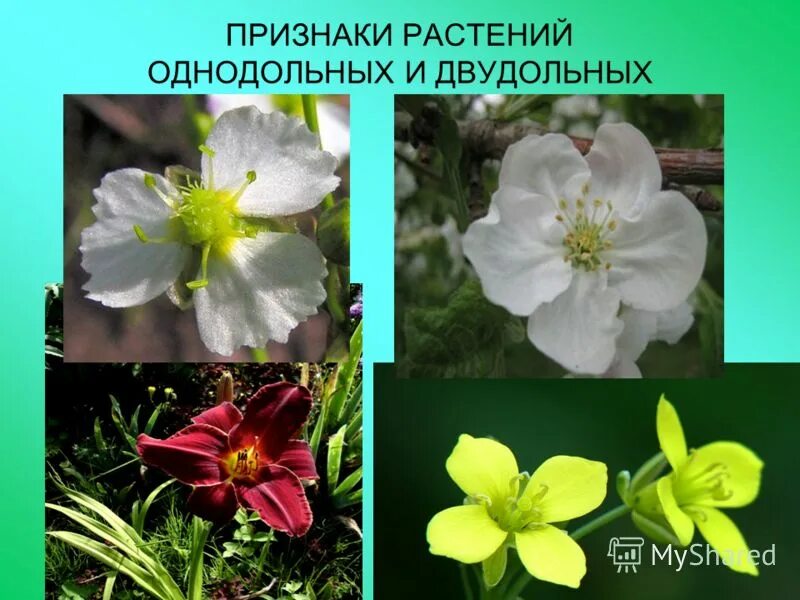 Трехчленный тип строения цветка однодольные или двудольные. Двудольные растения. Цветок двудольных растений. Двудольные цветок четырехчленный. Цветок однодольных.