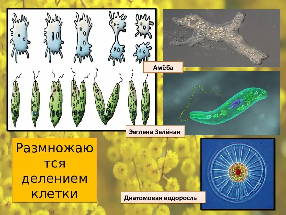 Внешнее строение одноклеточных животных. Одноклеточные животные эвглена зеленая. Эвглена зеленая строение мембрана. Амеба и эвглена зеленая. Строение амебы обыкновенной эвглены зеленой инфузории туфельки.