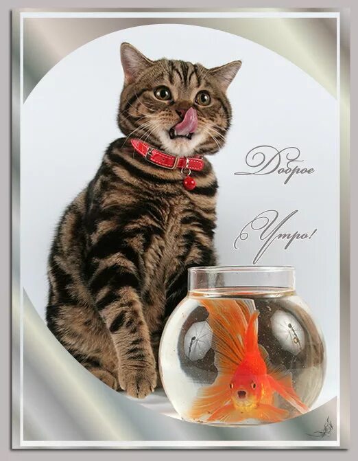 Коты желающие доброго утра