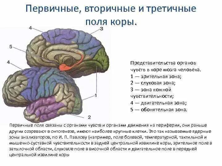 Зоны коры головного мозга первичная вторичная третичная. Анатомия второго блока мозга. Первичные вторичные и третичные поля головного мозга. Функции задней коры мозга