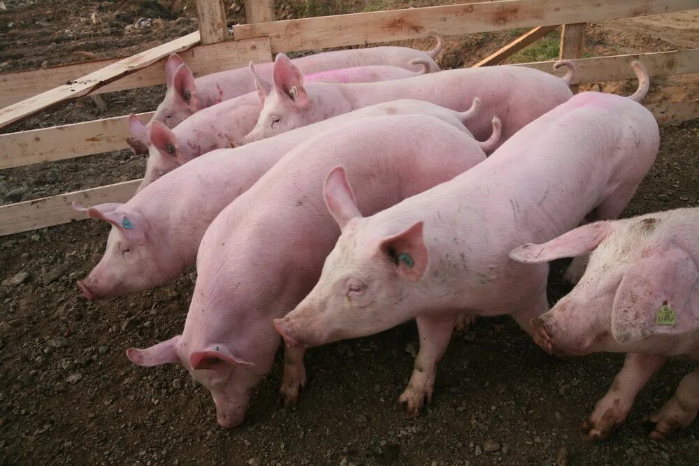 Купить поросят в рязанском районе. Личное подсобное хозяйство свиньи. Свиноводство в Приморском крае. Сарай для свиней. Стадо свиней.