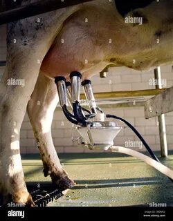 Milking video