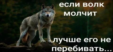 Ответы на волка на русском