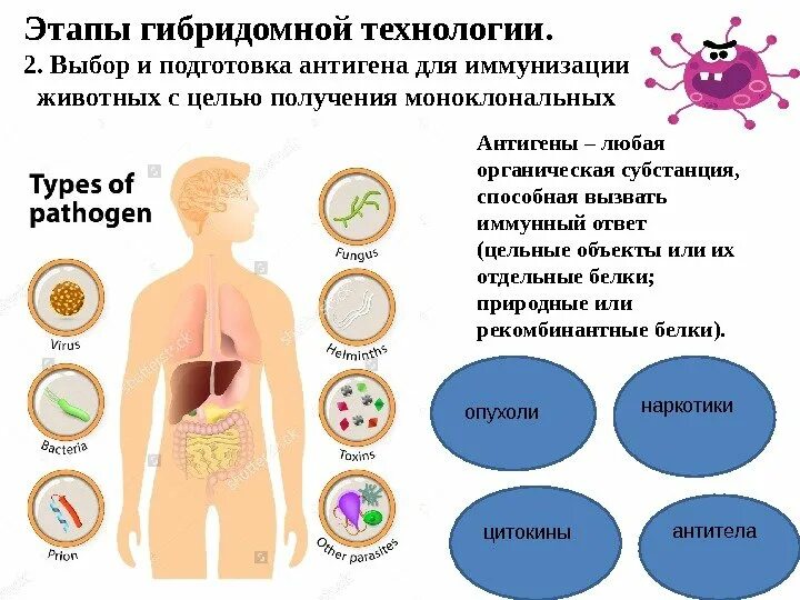 Этапы гибридомной технологии. Этапы получения гибридом. Технология получения гибридом. Гибридомная технология получения моноклональных антител. Для гибридом используются