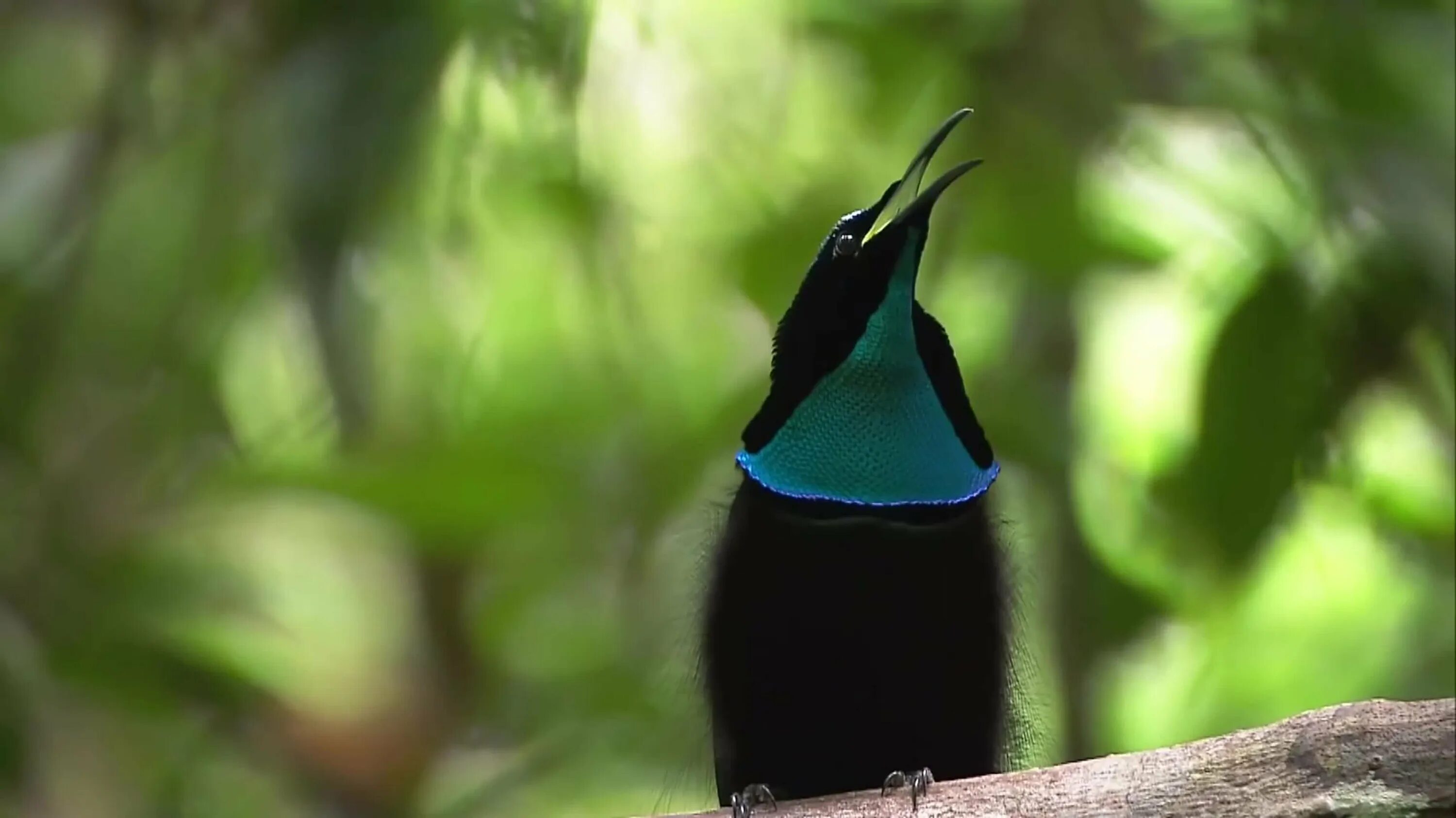 Синеголовая великолепная райская птица. Щитоносная райская птица виктории. Танцы райских птиц видео. Паротия берлепша. Западная паротия птица.