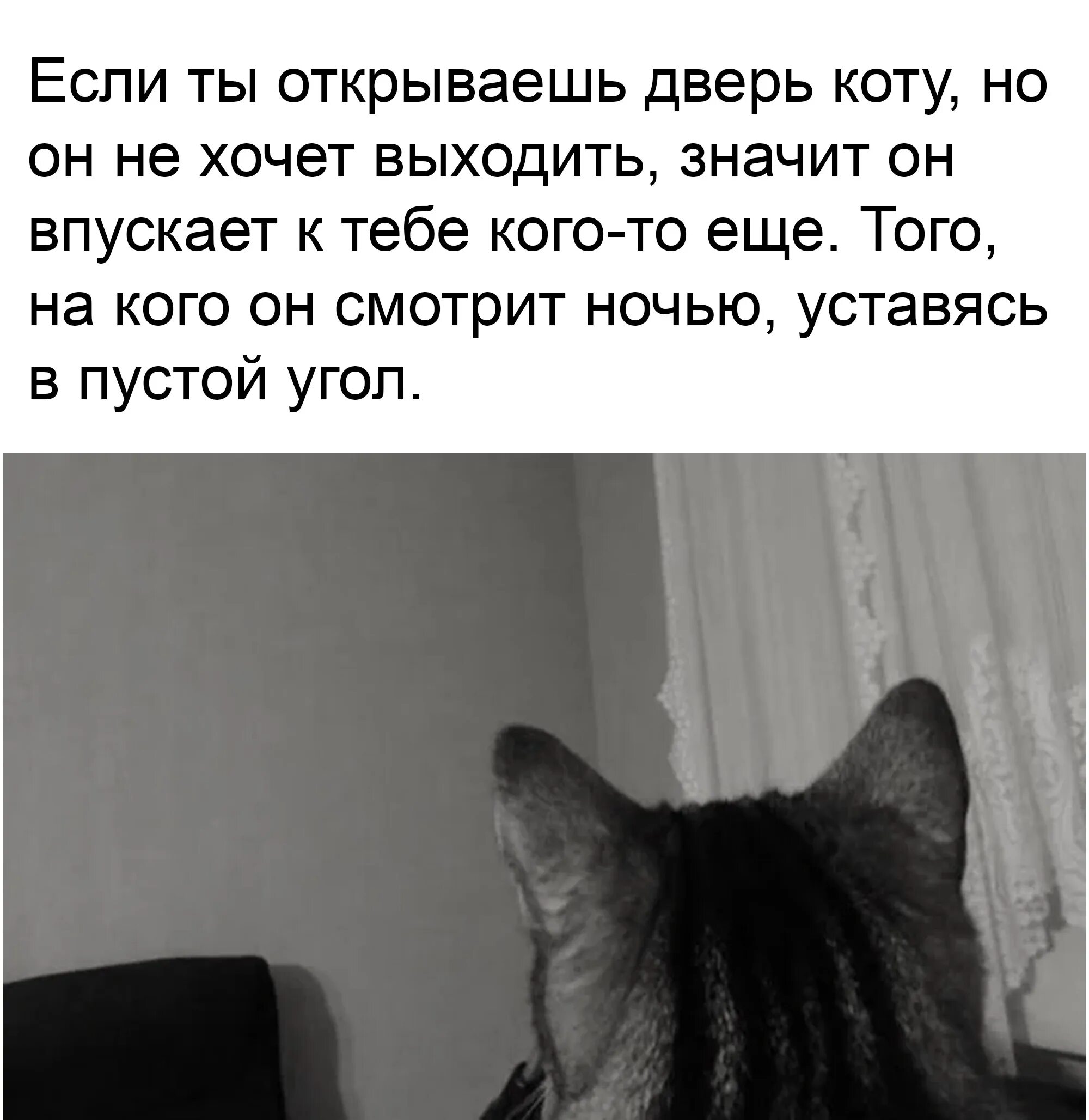 Открыв дверь я увидел. Кот уставился в стену. Кот не хочет выходить. Кот уставился в одну точку. Кот а что если.