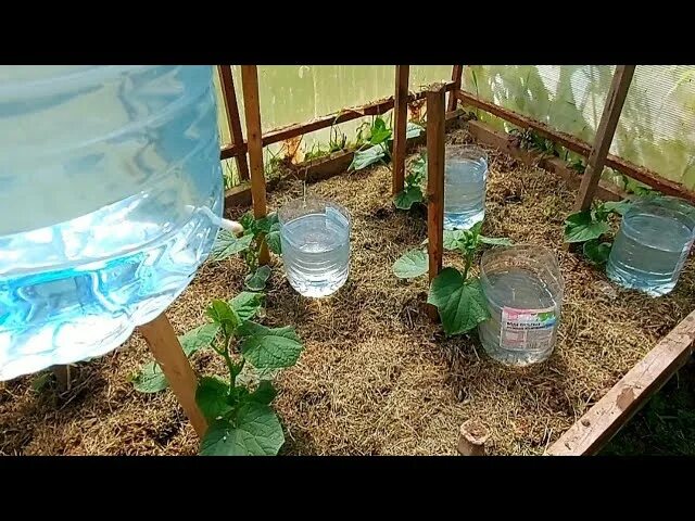 Капельный полив из пластмассовых бутылок. Капельный полив огурцов в теплице. Капельный полив пластиковыми бутылками. Капельный полив из бутылки. Автополив из 5 литровой бутылки для рассады.
