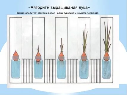 Опыт посади растение