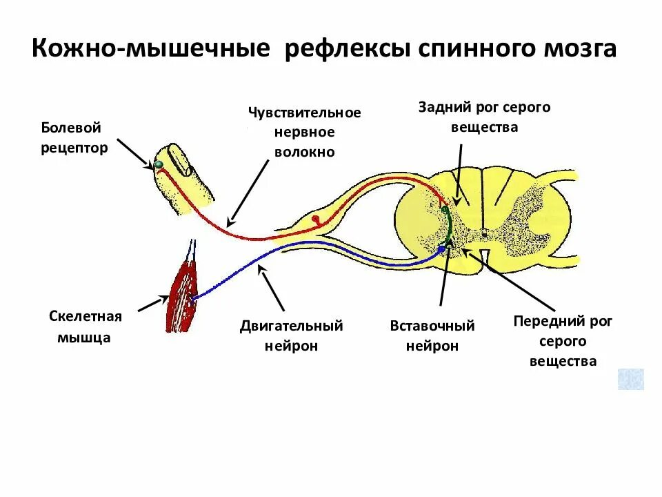 Двигательный вегетативный нейрон. Рефлекторная дуга спинального рефлекса. Строение рефлекторной дуги спинного мозга. Рефлекторная дуга спинномозгового тонического рефлекса. Строение рефлекторной дуги.