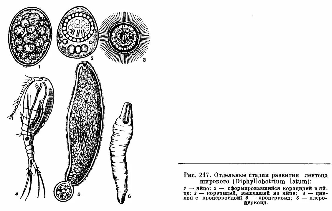 Строение личинки широкого лентеца. Корацидий процеркоид. Процеркоид широкого лентеца. Финна широкого лентеца строение.