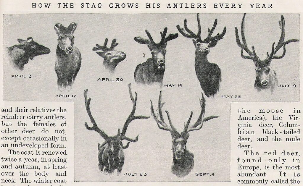 Год оленя какие года. Возраст оленя по рогам. Оленьи рога в разном возрасте. Определить Возраст оленя по рогам. Возраст лося по рогам.