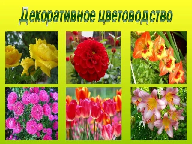 Презентация "Декоративные растения" (6 класс) по биологии - скачать проект