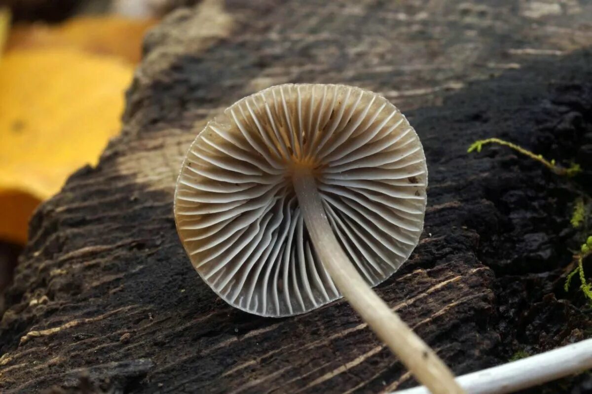 2 пластинчатые грибы. Мицена полосатоножковая (Mycena polygramma). Мицена волосистая гриб. Плютей Олений гриб. Плютей благородный.