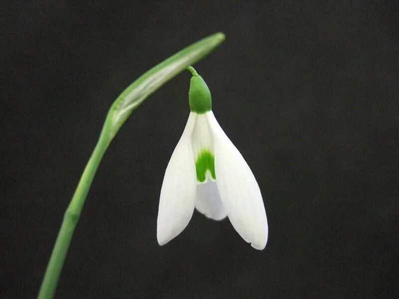 Half life snowdrop escape. Galanthus ikariae. Snowdrop Escape. Подснежник ‘Atkinsii’. Snowdrop Escape радиохим.