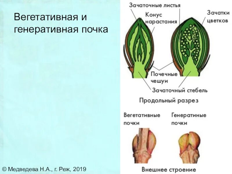 Чем отличается генеративная почка. Строение генеративной почки. Вегетативная почка и генеративная почка. Генеративная Цветочная почка. Генеративные почки растений.