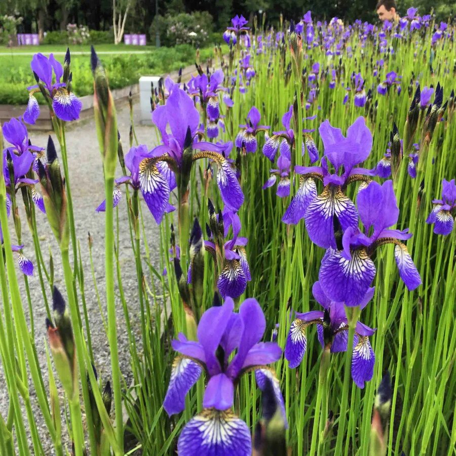 Касатик кровный. Ирис бухарский синий. Ирис щетинистый «берлин хоритоза». Фиолетовый рис. Крымские ирисы.