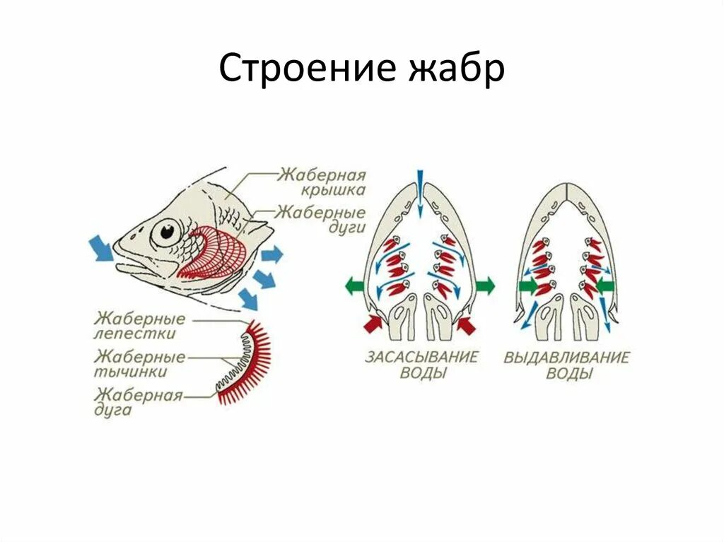 Дыхательная система костных рыб схема. Механизм дыхания костных рыб. Схема строения дыхательной системы рыб. Схема жаберного дыхания рыб.