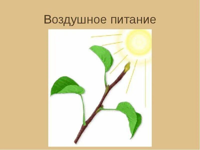 Лист является органом воздушного питания. Воздушное питание растений. воздушное питание растений схема. схема воздушного питания растений 6 класс. воздушное питание рисунок.
