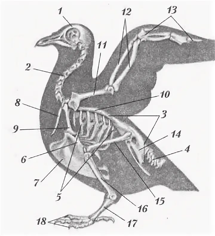 В позвоночнике птиц 2 отдела. Скелет голубя спереди. Опорно двигательная система птиц череп. Опорно двигательная система птиц мышцы. Класс птицы скелет и мускулатура.
