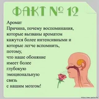 Интересные факты о головном мозге человека