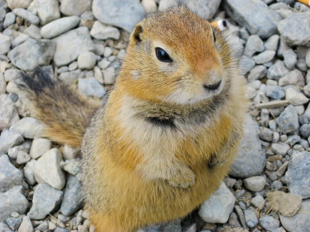 Суслик дома. Крапчатый суслик Spermophilus suslicus. Суслик Крымский. Суслик желтый Саратовской области. Суслики в Киргизии.