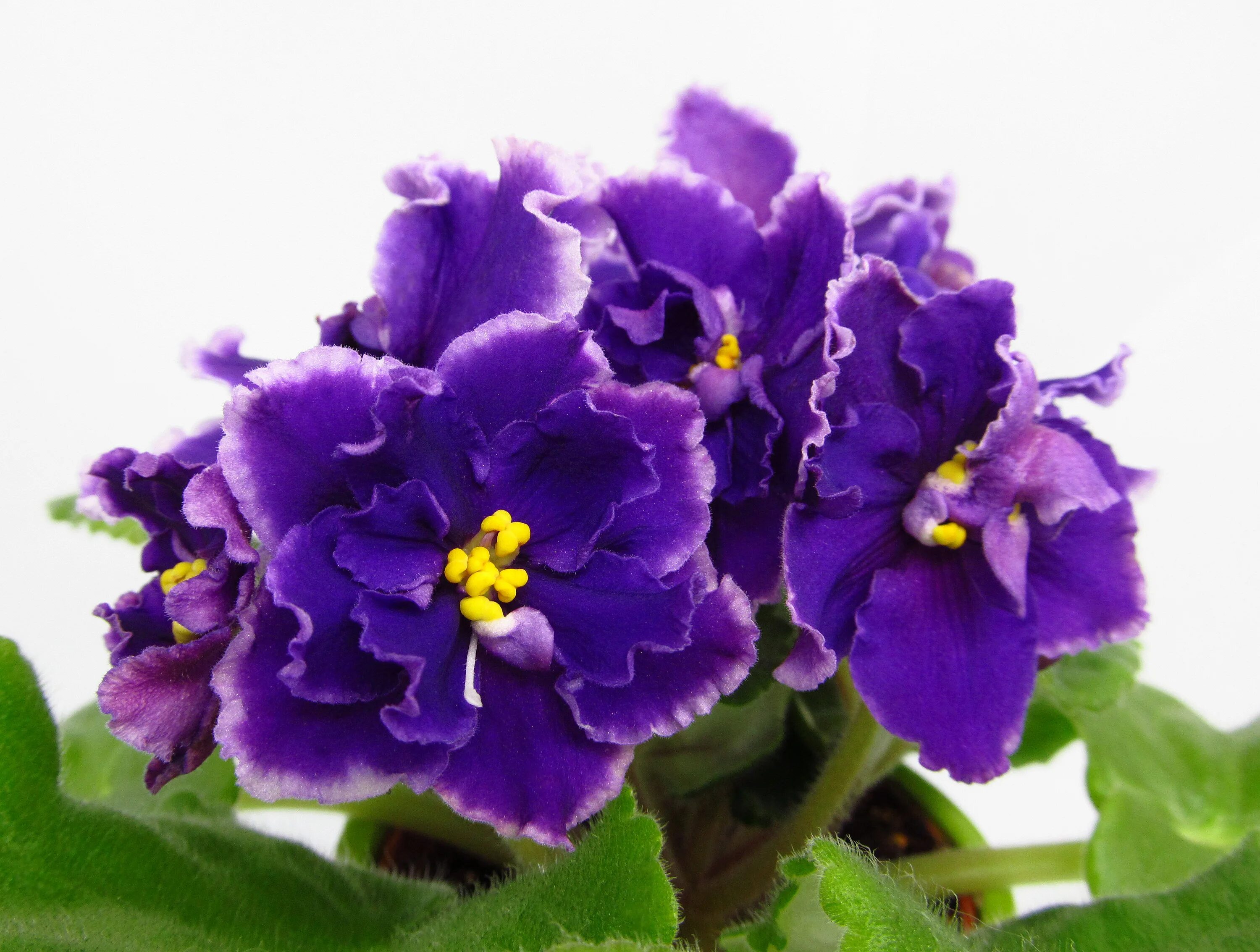 фиалка ек описание. фиалка сумеречная звезда. фиалка ек марсианка. фиалка ек заморская диковинка. фиалка ек мандрагора.