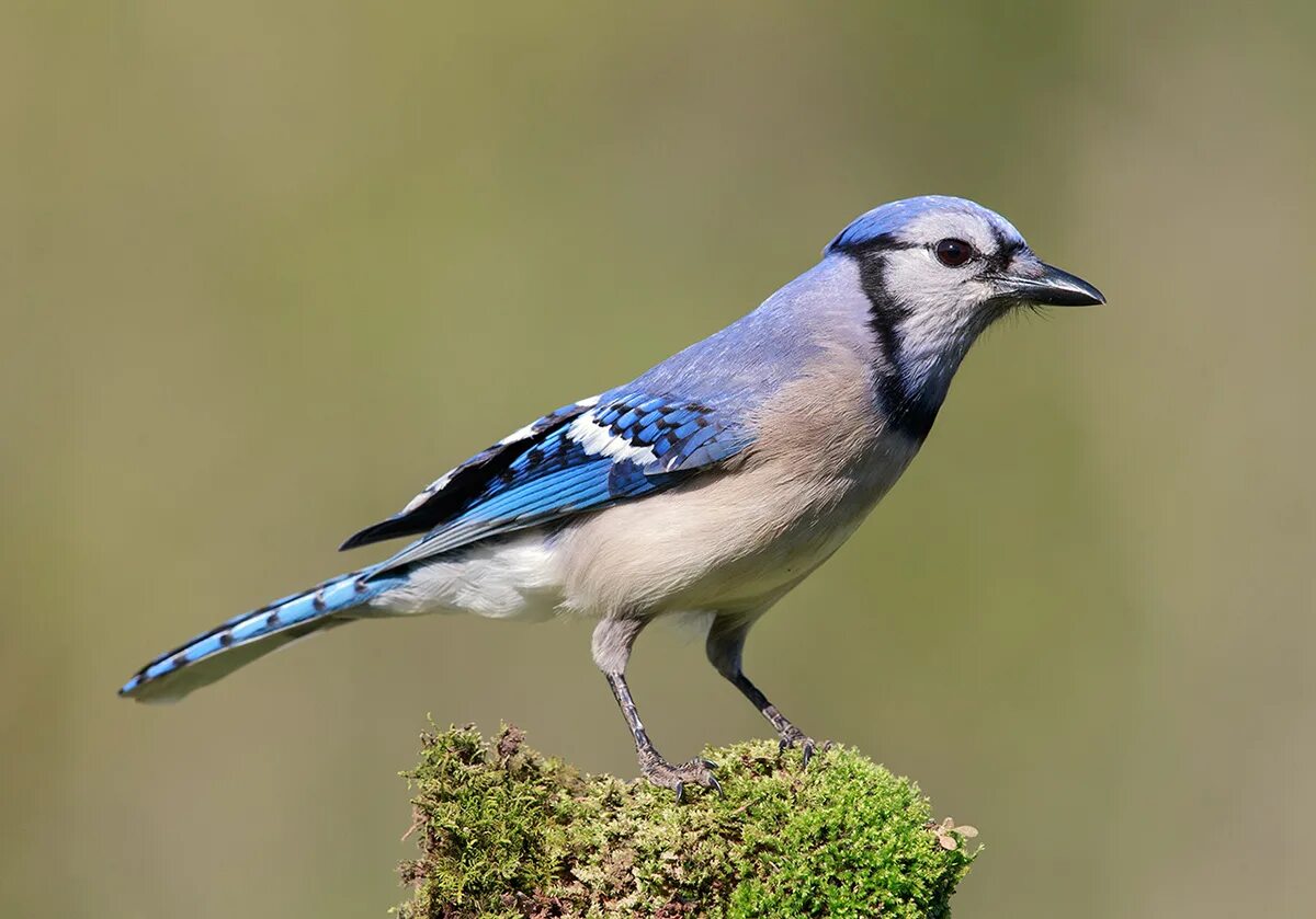 голубая птица с хохолком. голубая птица с хохолком. птицы геленджика сойка. сойка птица с хохолком. голубая птица с хохолком.