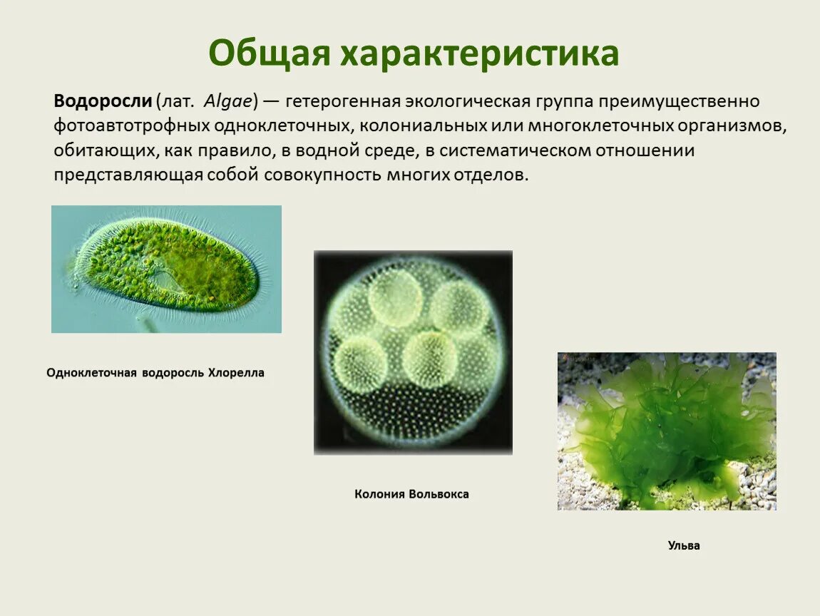 Общая характеристика водорослей. Жизненный цикл одноклеточных водорослей. Общая характеристика водорослей кратко. Общая характеристика водорослей 7 класс.