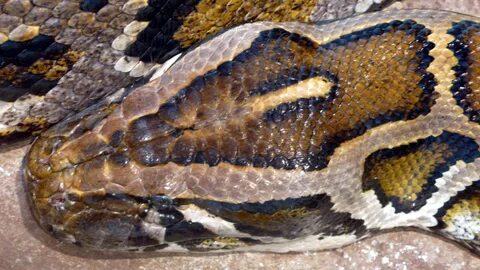 Imp python