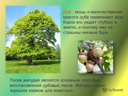 Дуб является