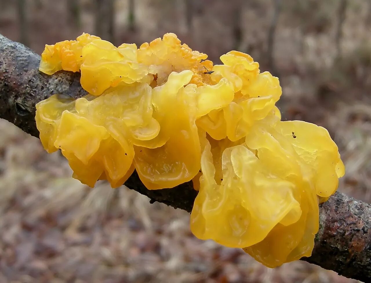 Дрожалка оранжевая (Tremella mesenterica). Гриб Дрожалка желтая. Дрожалка оранжевая съедобный гриб. Дрожалка оранжевая съедобный.