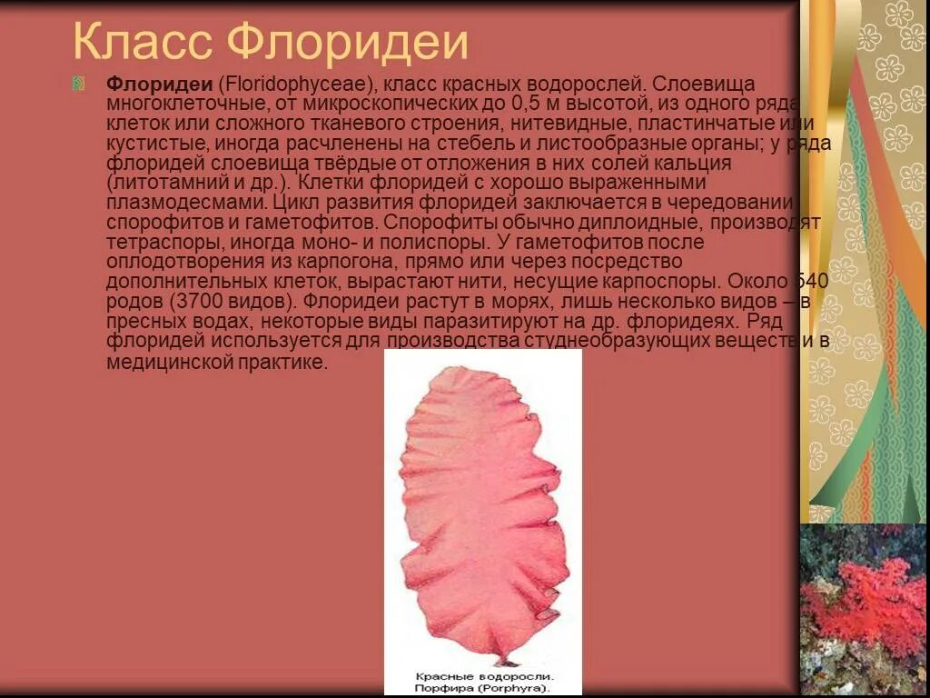 Красные водоросли биология 7. Класс красные водоросли. Красные водоросли презентация. Презентация на тему красные водоросли. Красные водоросли доклад.