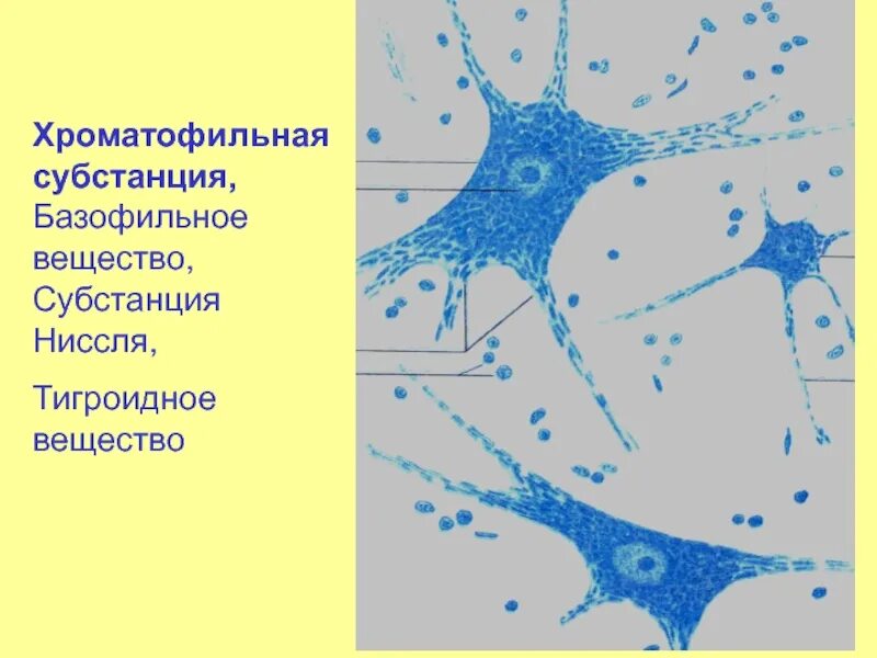 Тигроид гистология. Базофильное вещество в нервных клетках. хроматофильная субстанция. вещество ниссля. тигроидная субстанция ниссля.