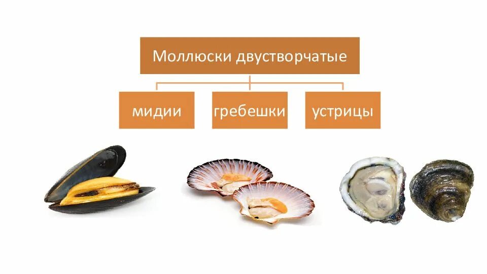 Двустворчатые моллюски густрица. Обработка двустворчатых моллюсков. Морские двустворчатые моллюски представители. Класс двустворчатые беззубка.